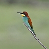 J17_0785 European Bee-eater